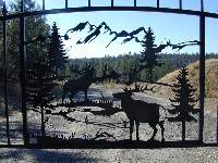 Close Up of the Elk Picture